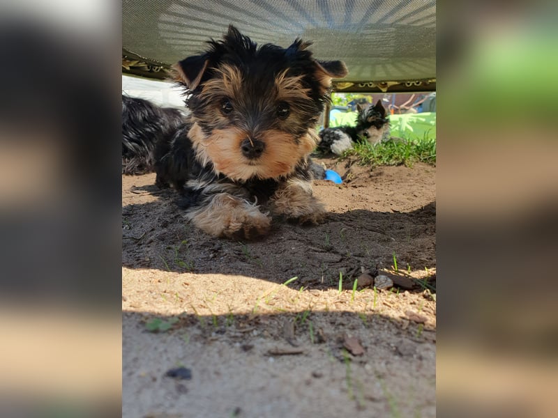 Yorkshire-Terrier Welpen suchen ihr für-immer-Zuhause