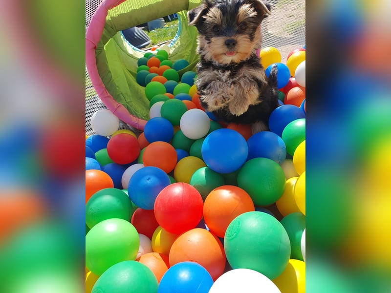 Wunderschöner Yorkshire-Terrier Rüde in allerbeste Hände zu verkaufen