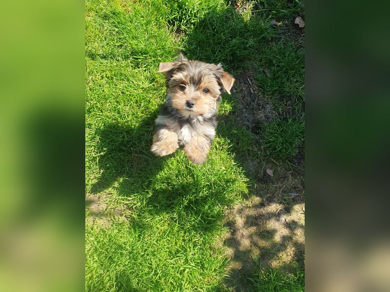 Wunderschöner Yorkshire-Terrier Rüde in allerbeste Hände zu verkaufen
