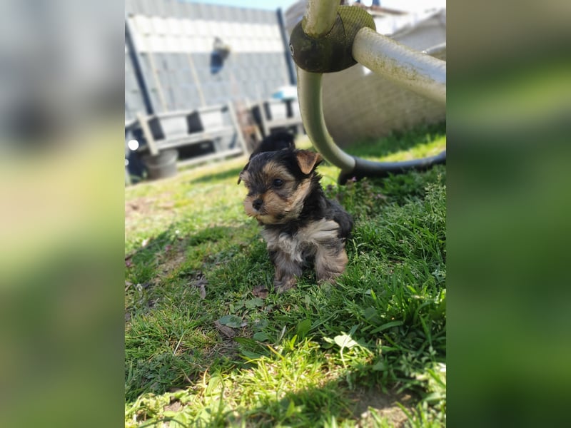 Wunderschöne Yorkshire-Terrier Welpen in allerbeste Hände zu verkaufen