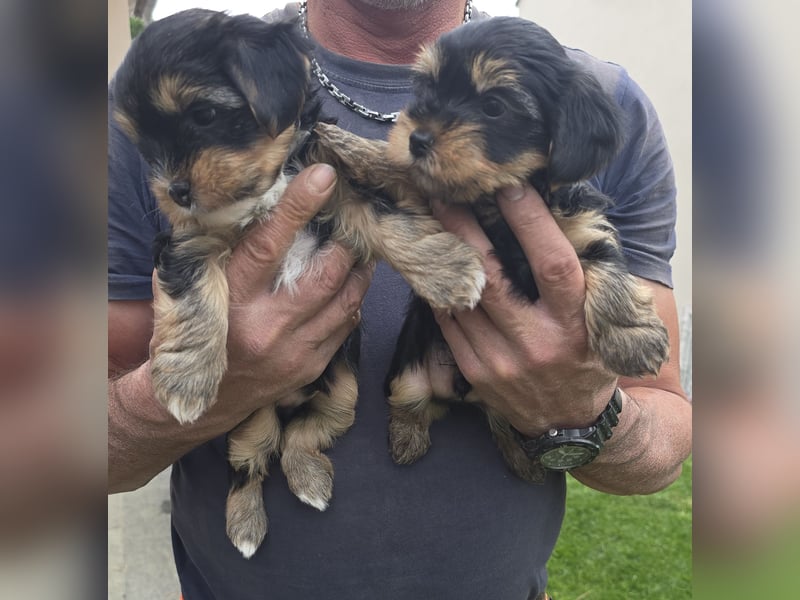 wunderschöne Yorkshire Terrier Welpen