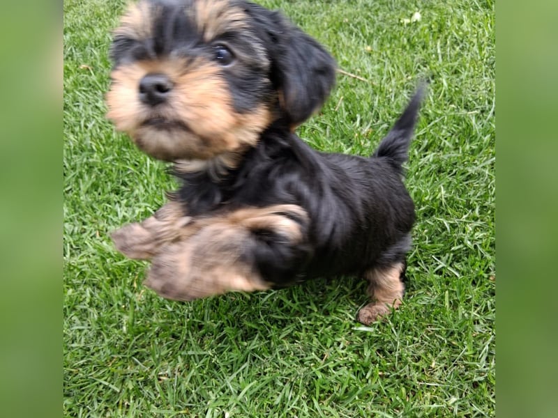 wunderschöne Yorkshire Terrier Welpen