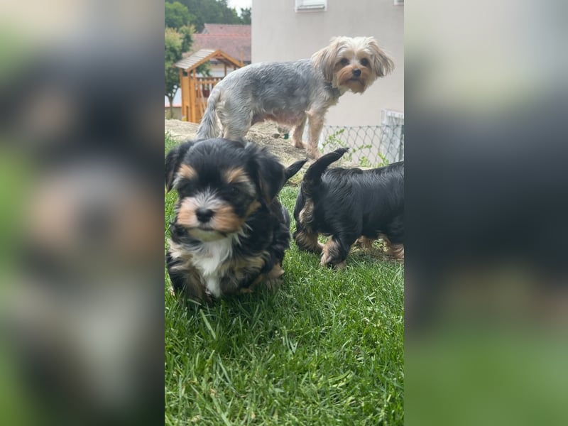 wunderschöne Yorkshire Terrier Welpen