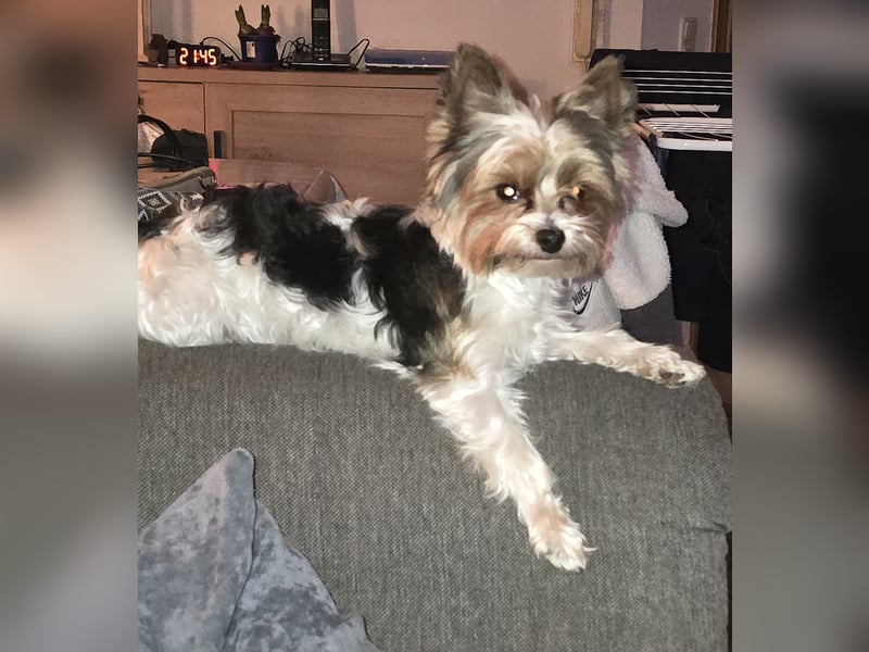 wunderschöne Yorkshire Terrier Welpen