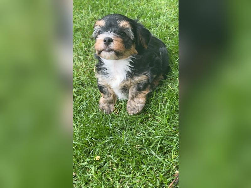 wunderschöne Yorkshire Terrier Welpen