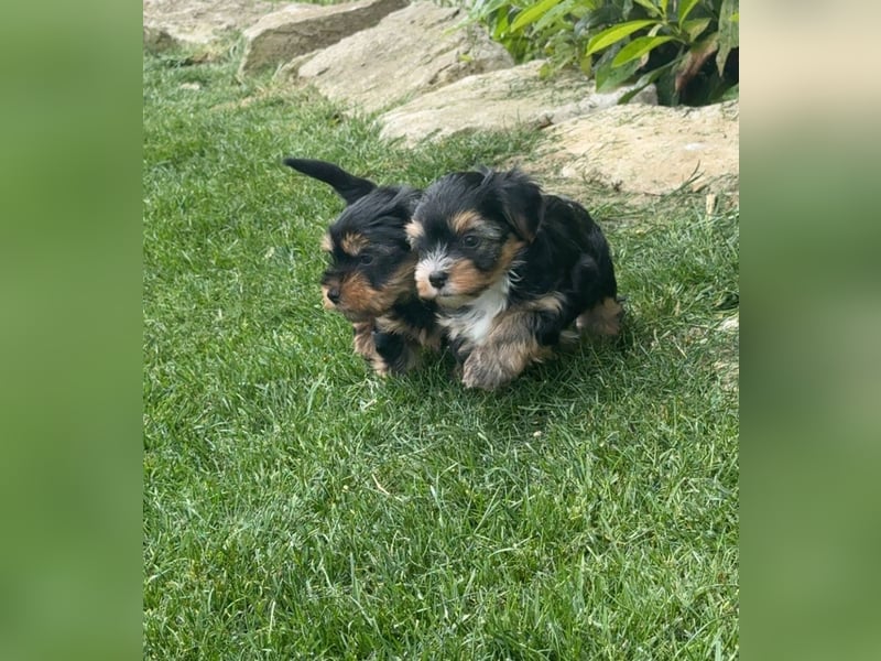 wunderschöne Yorkshire Terrier Welpen