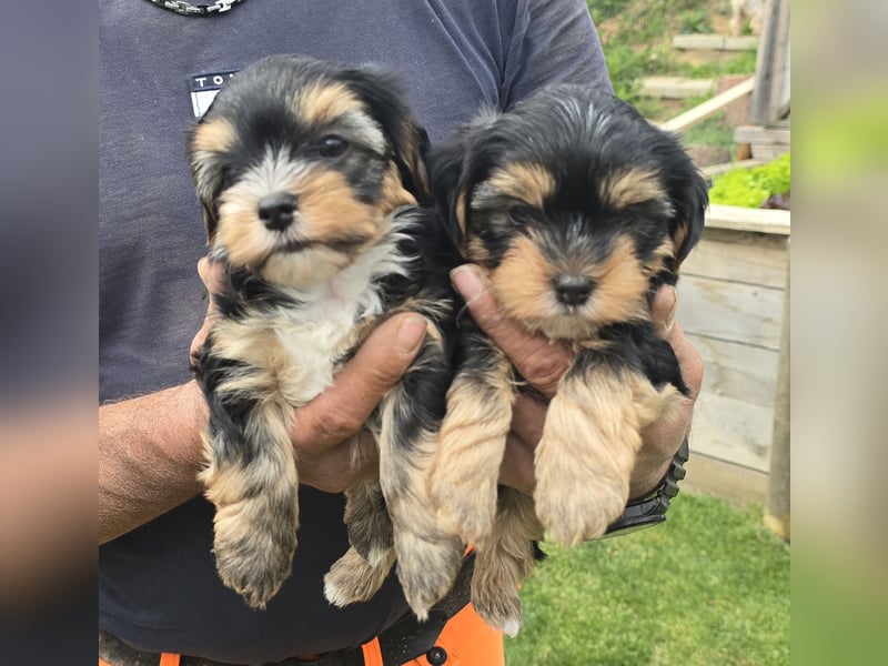 wunderschöne Yorkshire Terrier Welpen