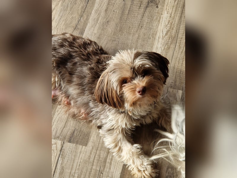wunderschöne Yorkshire Terrier Welpen