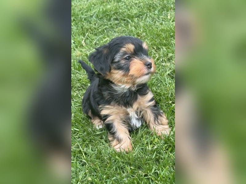 wunderschöne Yorkshire Terrier Welpen