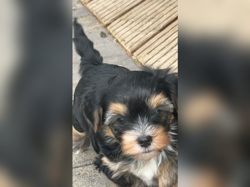 wunderschöne Yorkshire Terrier Welpen