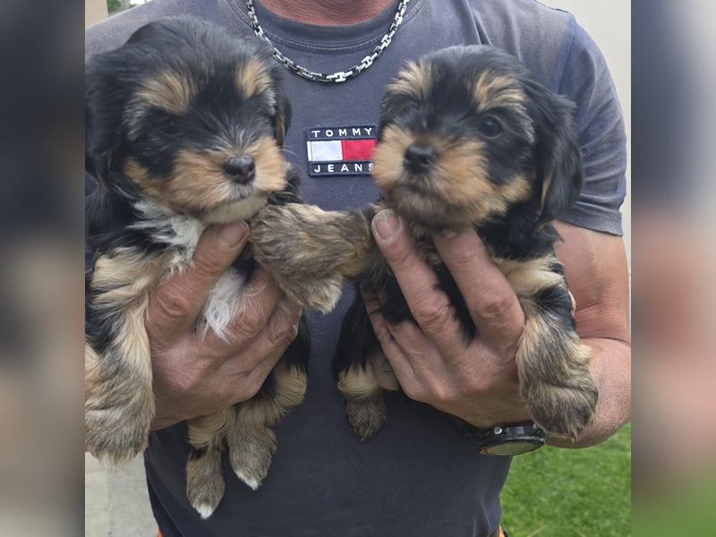 wunderschöne Yorkshire Terrier Welpen