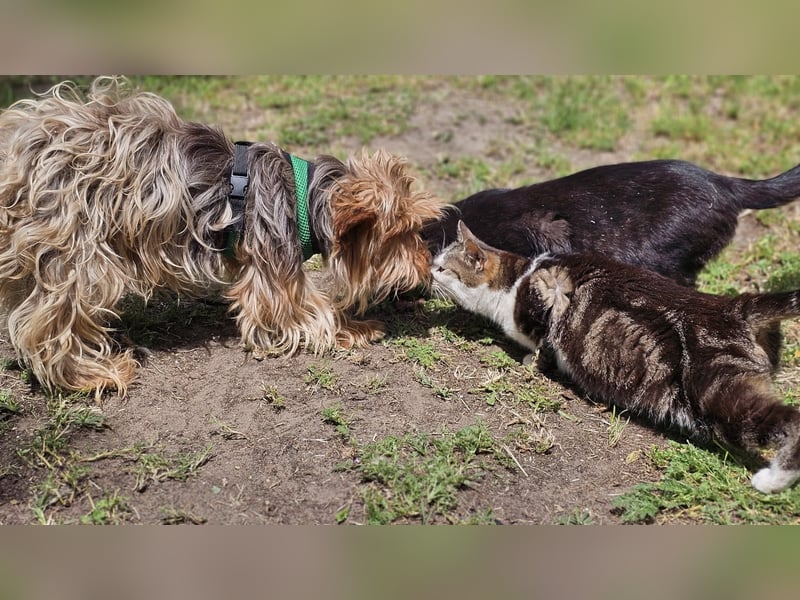 Gimli sucht ein einfühlsames Zuhause