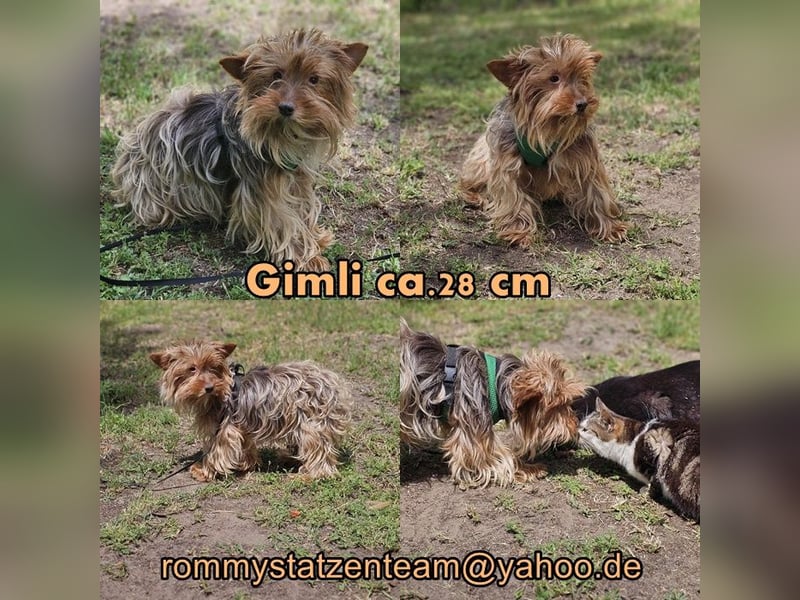 Gimli sucht ein einfühlsames Zuhause
