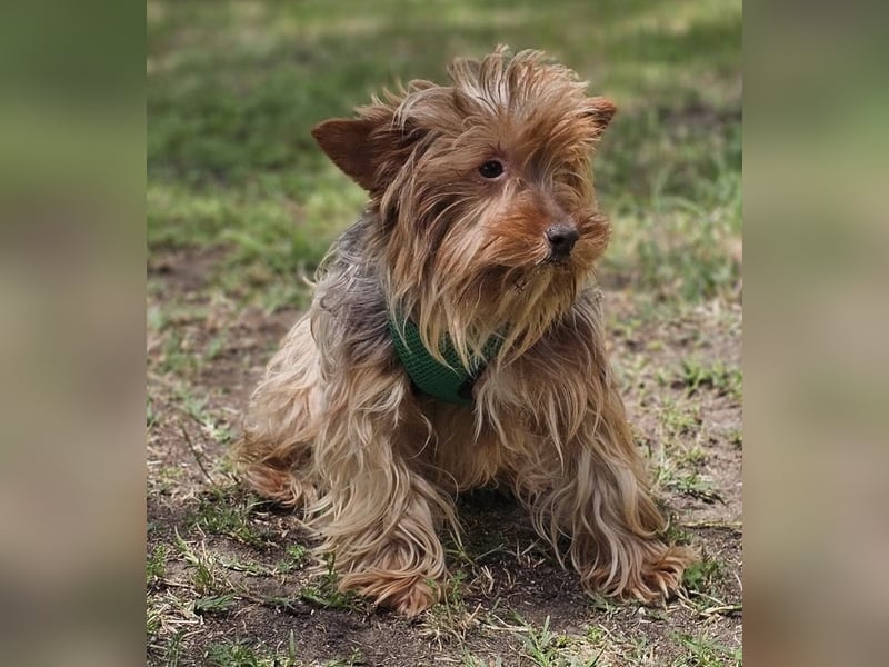 Gimli sucht ein einfühlsames Zuhause