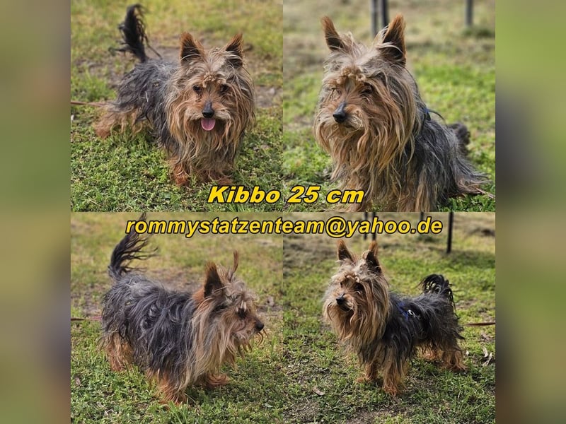 Kibbo ist aufmerksam und möchte lernen