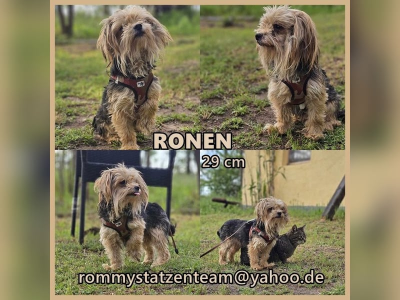 Ronen zeigt ein gutes Sozialverhalten
