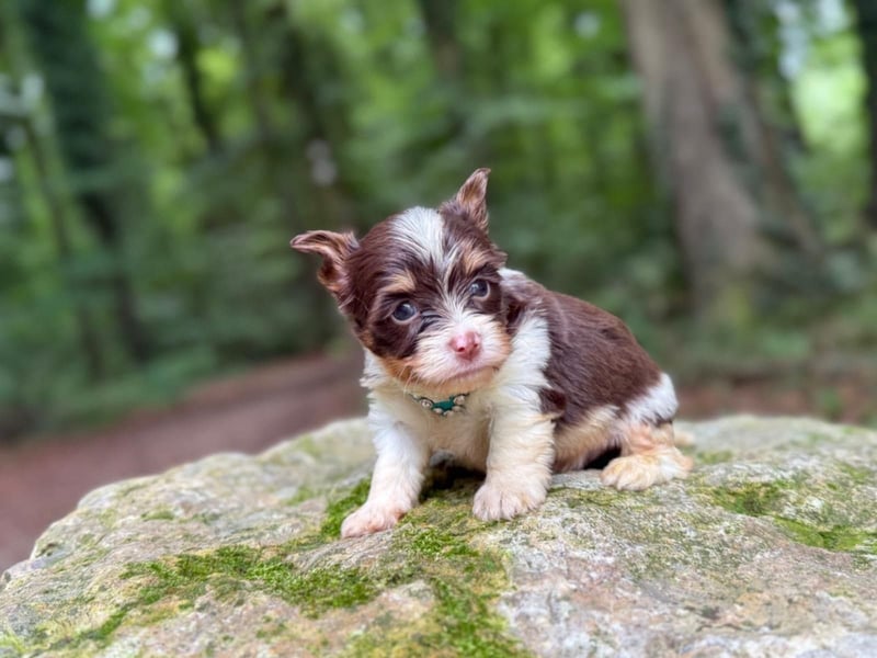 Yorkshire Terrier Biro Rüde
