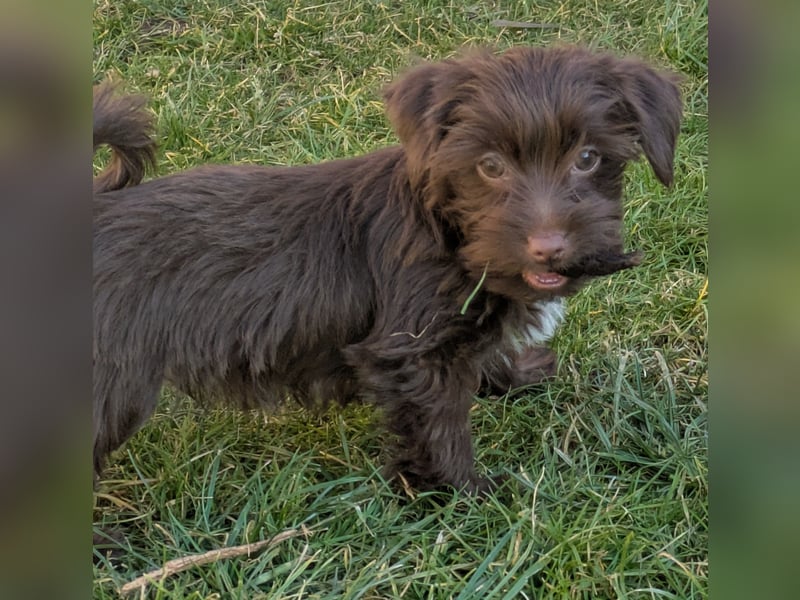 Yorkshire Terrier Schoko Rüden