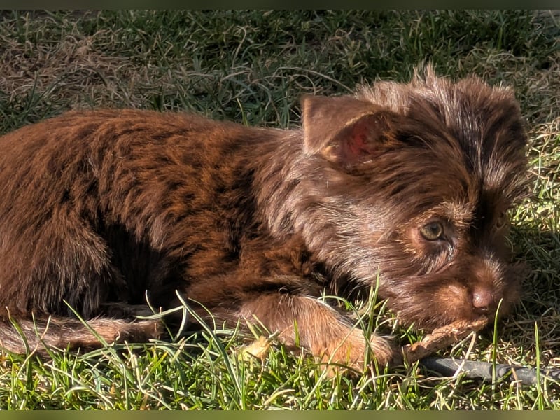 Yorkshire Terrier Schoko Rüden