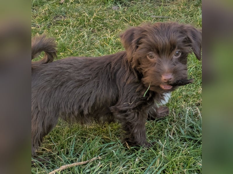 Yorkshire Terrier Schoko Rüden
