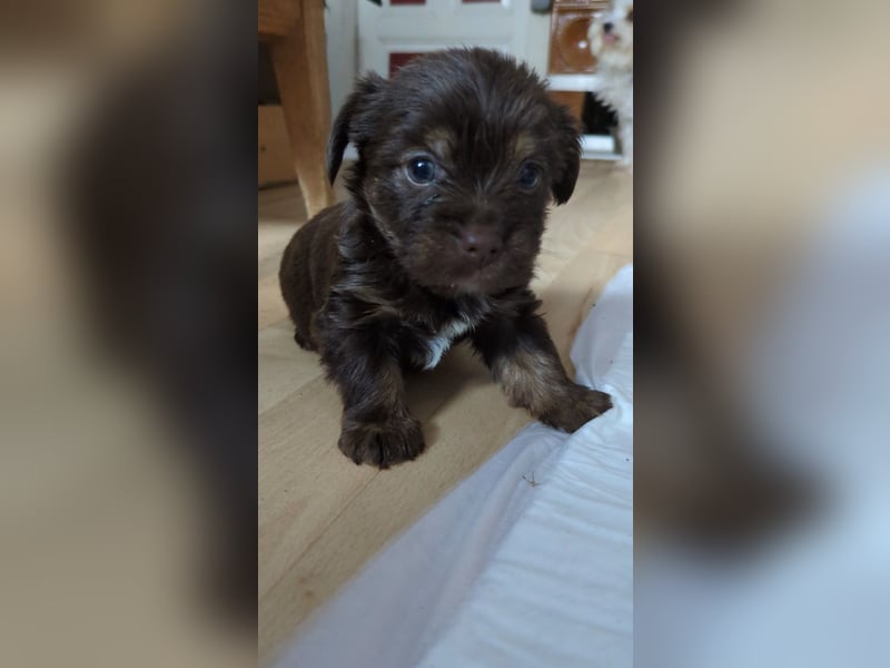 Seltene Schoko Yorkshire Terrier Welpen