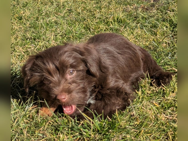 Yorkshire Terrier Schoko Rüden