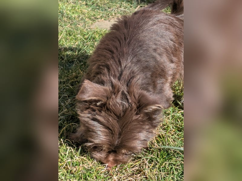 Yorkshire Terrier Schoko Rüden