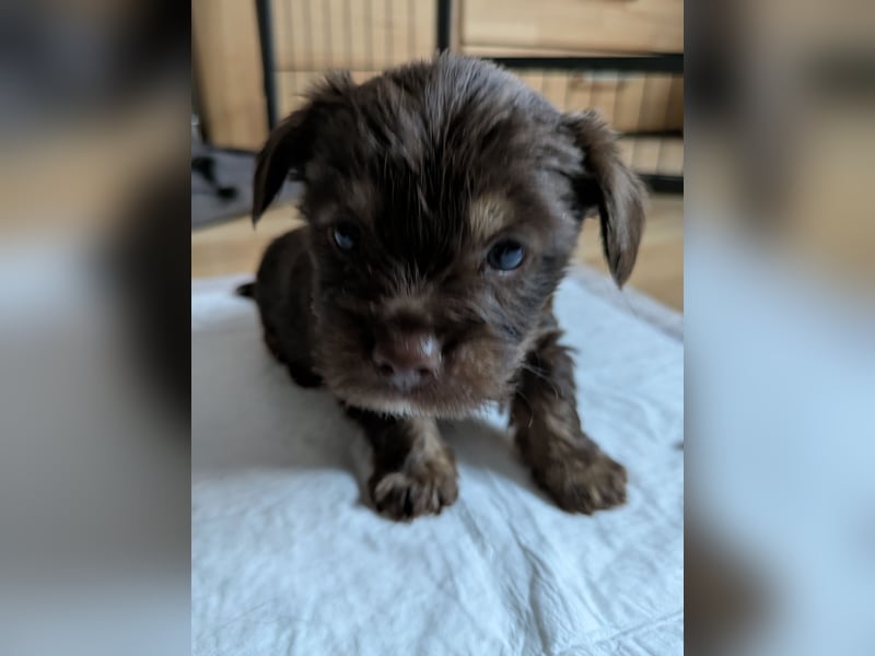 Seltene Schoko Yorkshire Terrier Welpen