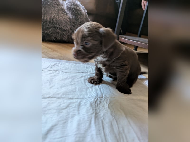 Seltene Schoko Yorkshire Terrier Welpen
