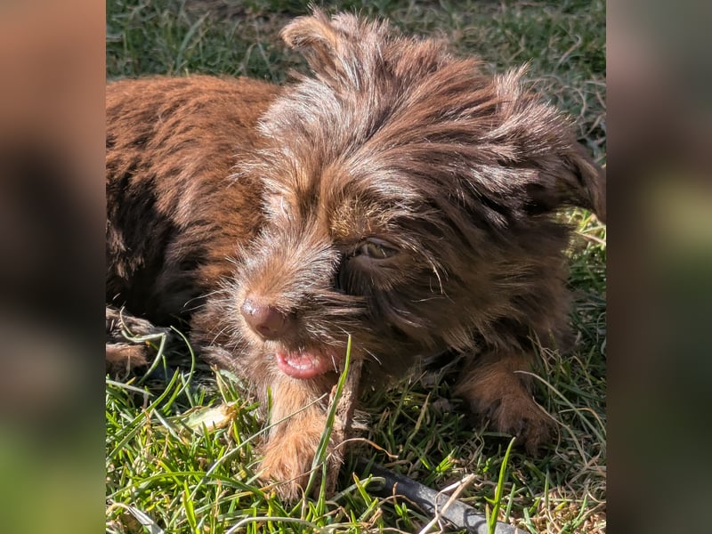 Yorkshire Terrier Schoko Rüden