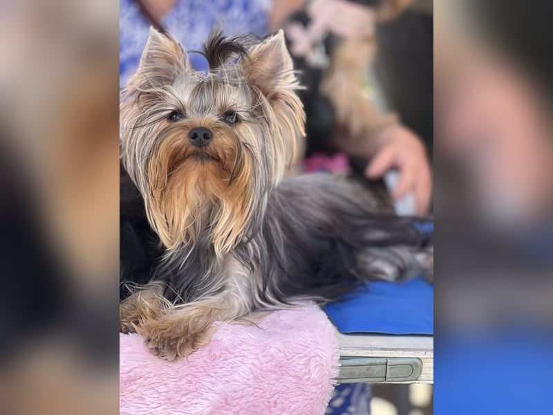 Sehr verschmuster Yorkshire-Terrier