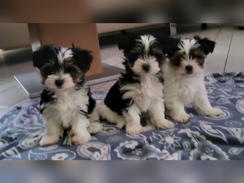 Reinrassige Biewer Yorkshire Terrier