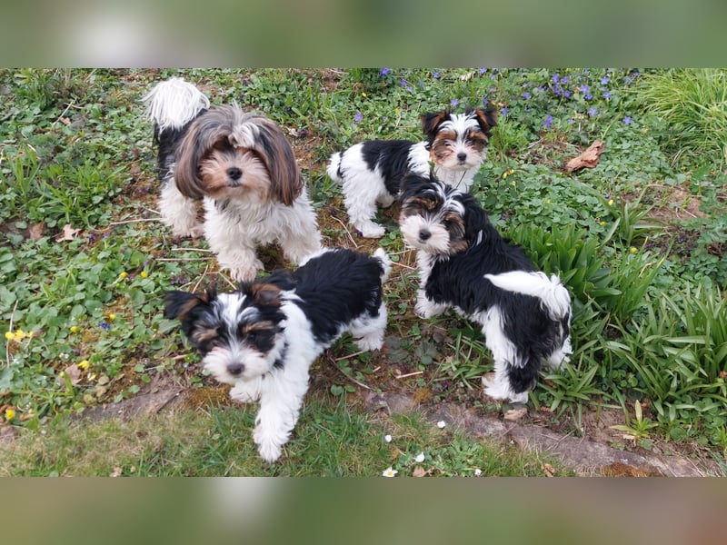 Reinrassige Biewer Yorkshire Terrier