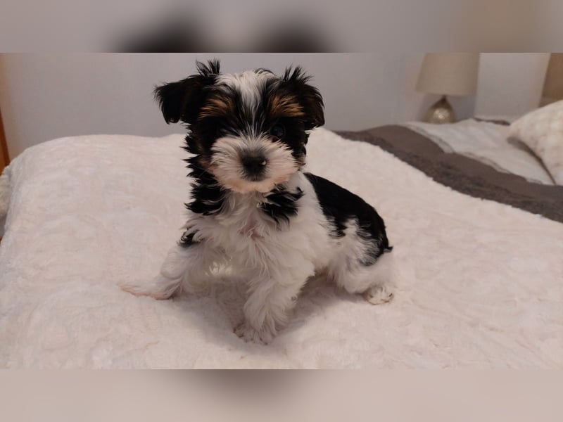 Reinrassige Biewer Yorkshire Terrier
