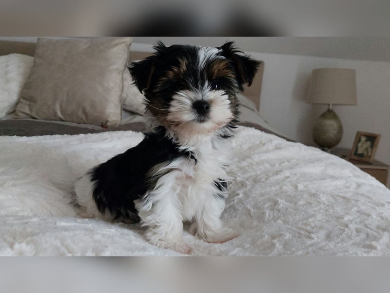 Reinrassige Biewer Yorkshire Terrier