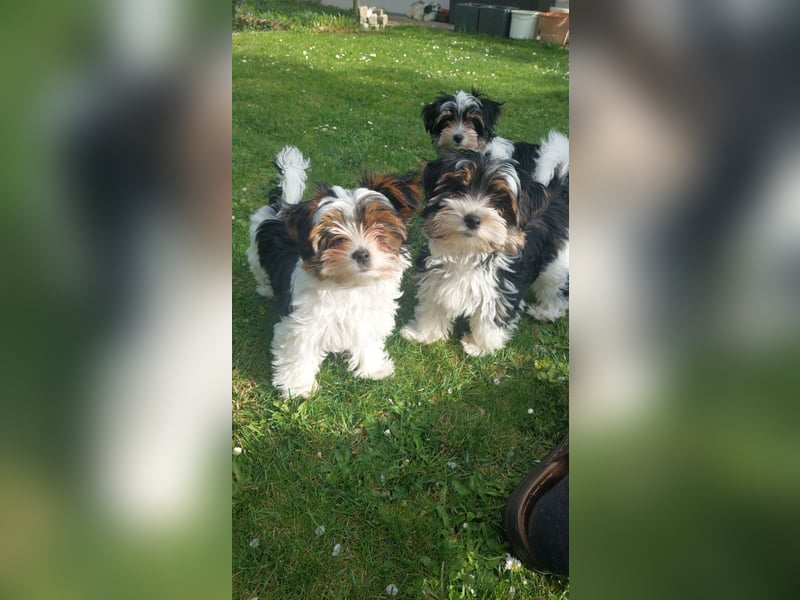Reinrassige Biewer Yorkshire Terrier