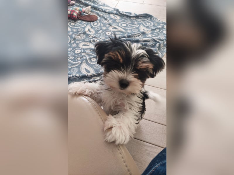 Reinrassige Biewer Yorkshire Terrier