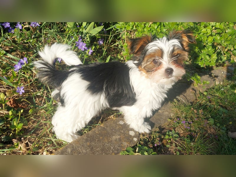 Reinrassige Biewer Yorkshire Terrier