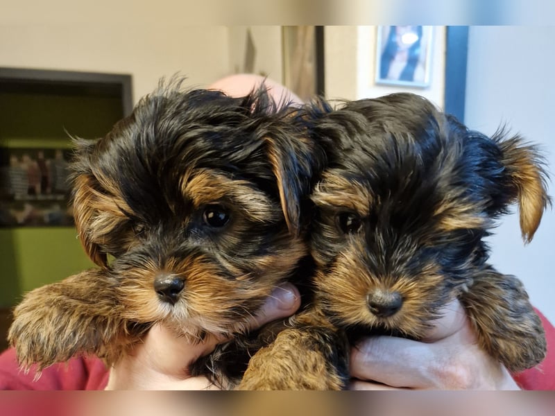 Yorkshire Terrier Welpen
