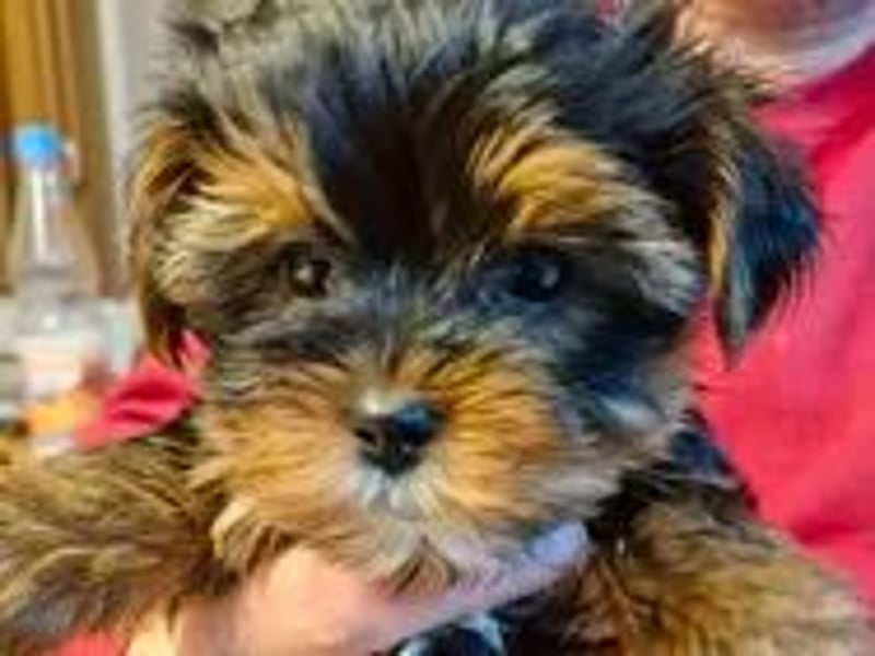 Yorkshire Terrier Welpen