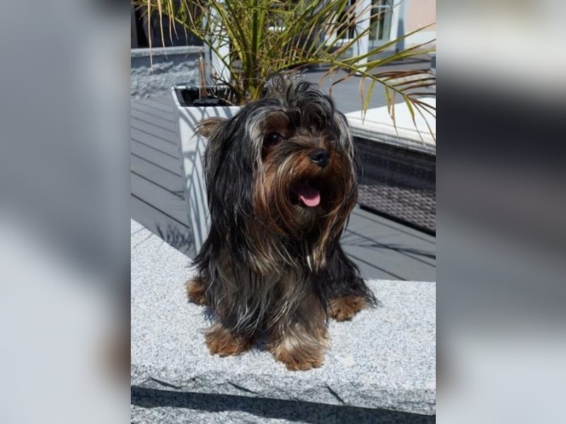 Yorkshire Terrier Welpen