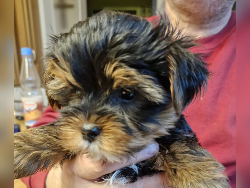 Yorkshire Terrier Welpen