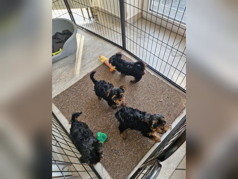 Yorkshire Terrier Welpen