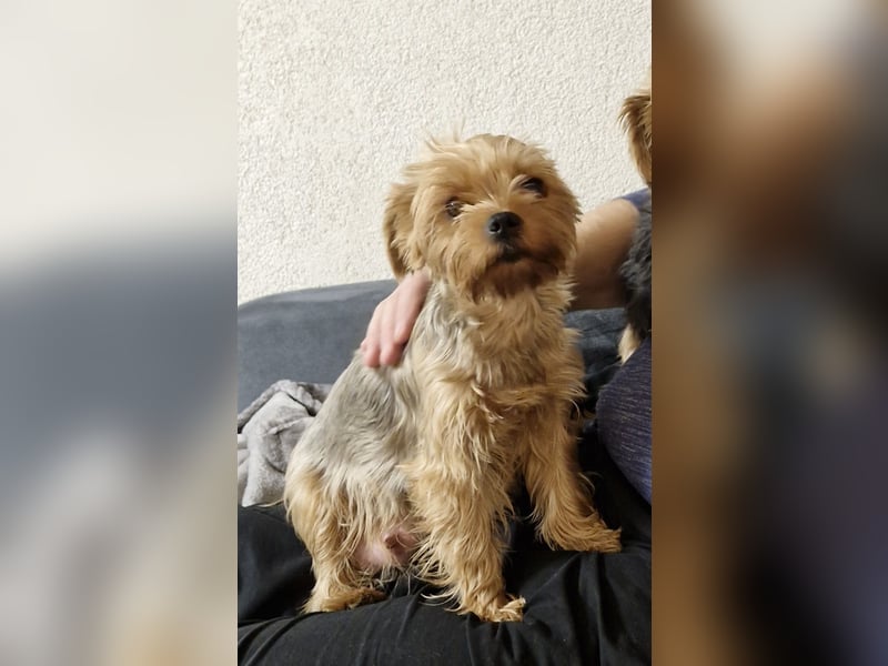 Yorkshire Terrier Welpen