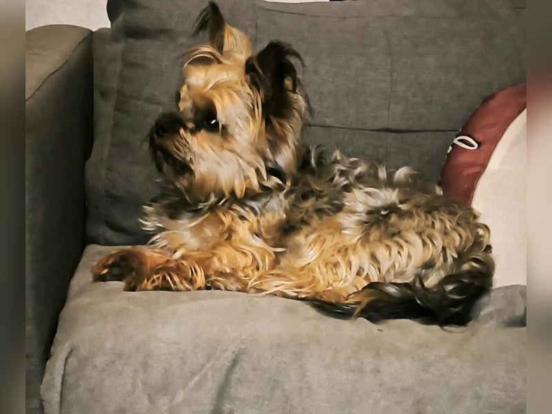 Biete Yorkshire Terrier Deckrüde (kein Verkauf!)