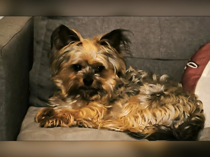 Biete Yorkshire Terrier Deckrüde (kein Verkauf!)