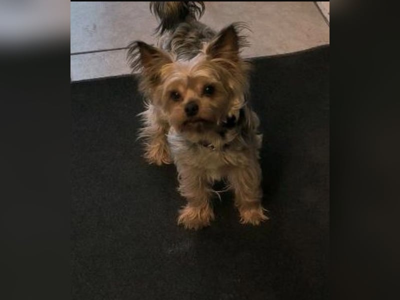 Biete Yorkshire Terrier Deckrüde (kein Verkauf!)