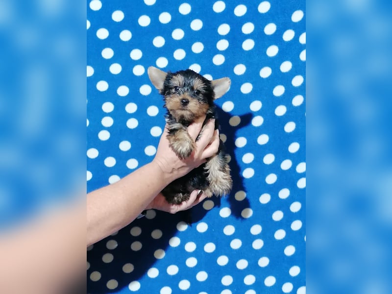 Yorkshire Terrier Welpen