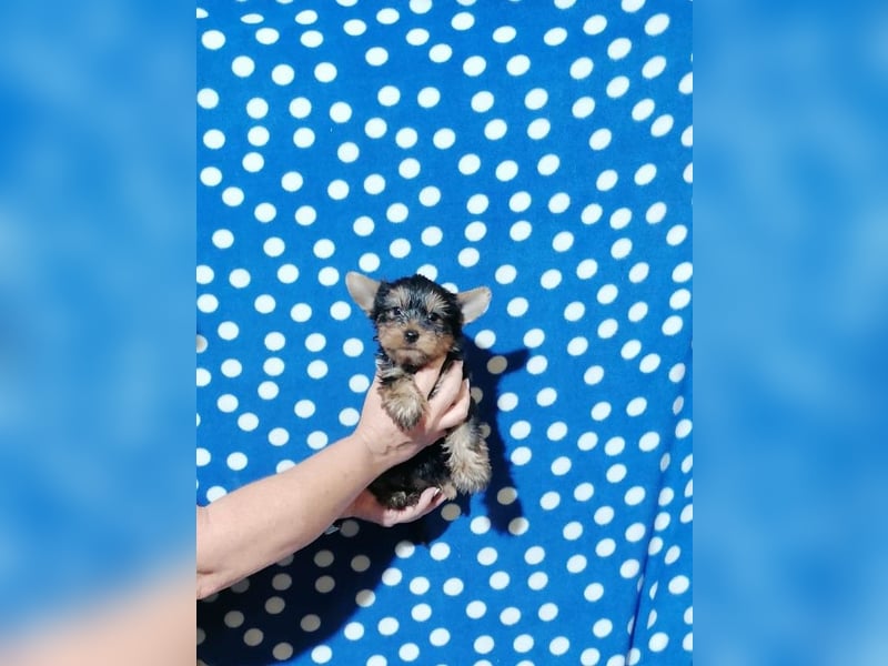 Yorkshire Terrier Welpen