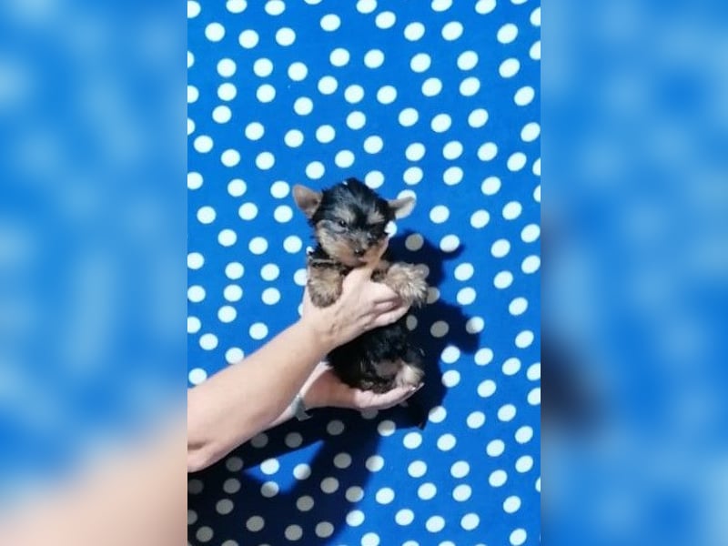 Yorkshire Terrier Welpen